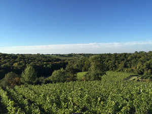 Bauduc Vineyard