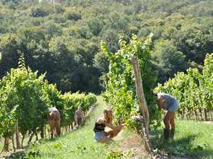 Bauduc Vineyard