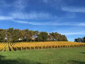 Bauduc Vineyard