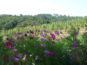 Bauduc Vineyard