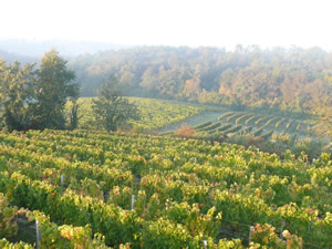 Bauduc Vineyard