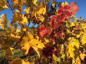 Bauduc Vineyard