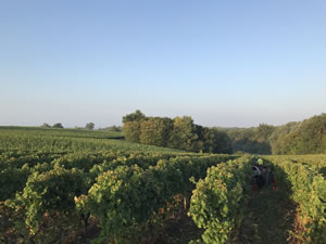 Harvest 2018 - Hand Picking Whites