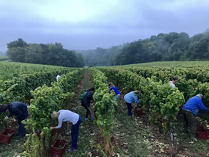 Harvest 2018 - Hand Picking Whites