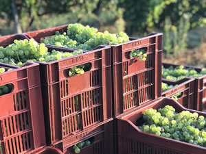 Harvest 2018 - Hand Picking Whites