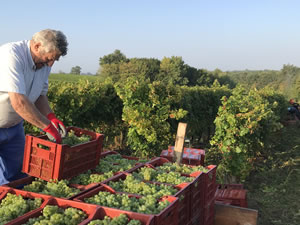 Harvest 2018 - Hand Picking Whites