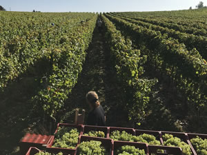 Harvest 2018 - Hand Picking Whites