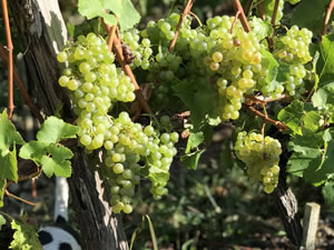 Harvest 2018 - Hand Picking Whites