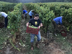 Harvest 2018 - Hand Picking Whites