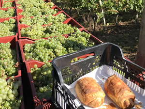 Harvest 2018 - Hand Picking Whites