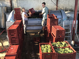 Harvest 2018 - Hand Picking Whites