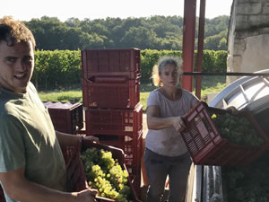 Harvest 2018 - Hand Picking Whites