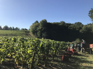 Harvest 2018 - Hand Picking Whites