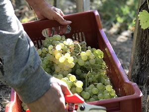 Harvest 2018 - Hand Picking Whites