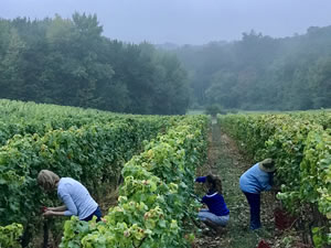 Harvest 2018 - Hand Picking Whites