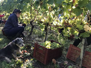 Harvest 2018 - Hand Picking Whites