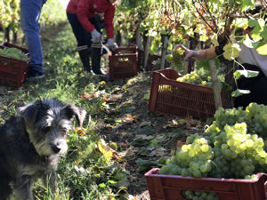 Harvest 2018 - Hand Picking Whites