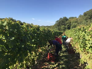 Harvest 2018 - Hand Picking Whites