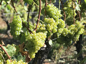 Harvest 2018 - Hand Picking Whites