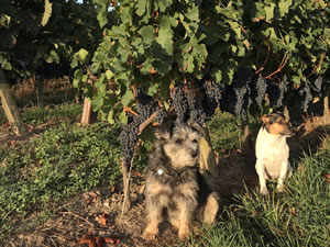 Harvest 2018 - Reds