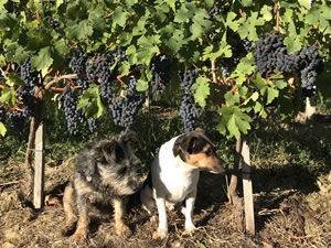 Harvest 2018 - Reds