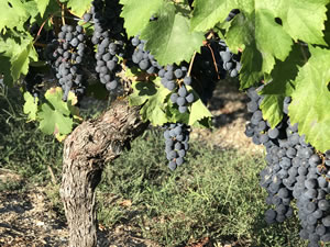 Harvest 2018 - Reds