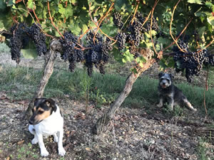 Harvest 2018 - Reds