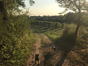 Harvest 2018 - Reds