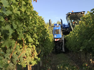 Harvest 2018 - Sauvignon Blanc 2018