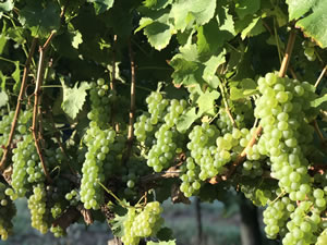 Harvest 2018 - Sauvignon Blanc 2018