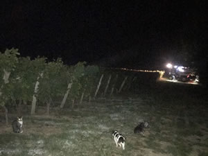 Harvest 2018 - Sauvignon Blanc 2018