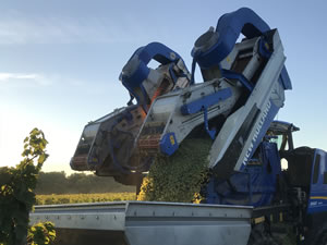 Harvest 2018 - Sauvignon Blanc 2018