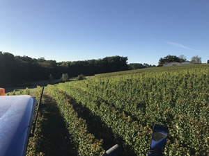 Harvest 2018 - Sauvignon Blanc 2018