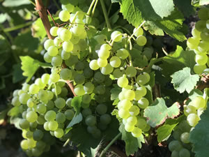 Harvest 2018 - Sauvignon Blanc 2018