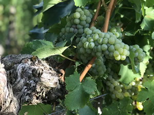 Harvest 2018 - Sauvignon Blanc 2018