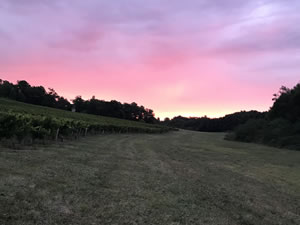 Harvest 2018 - Sauvignon Blanc 2018