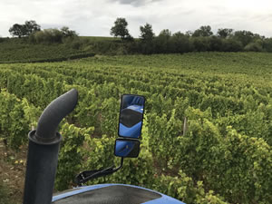 Harvest 2018 - Sauvignon Blanc 2018