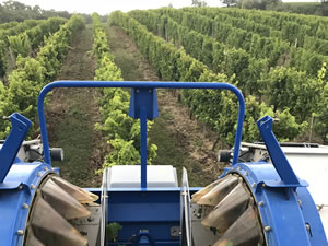 Harvest 2018 - Sauvignon Blanc 2018