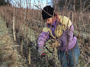 Q1 in the vines