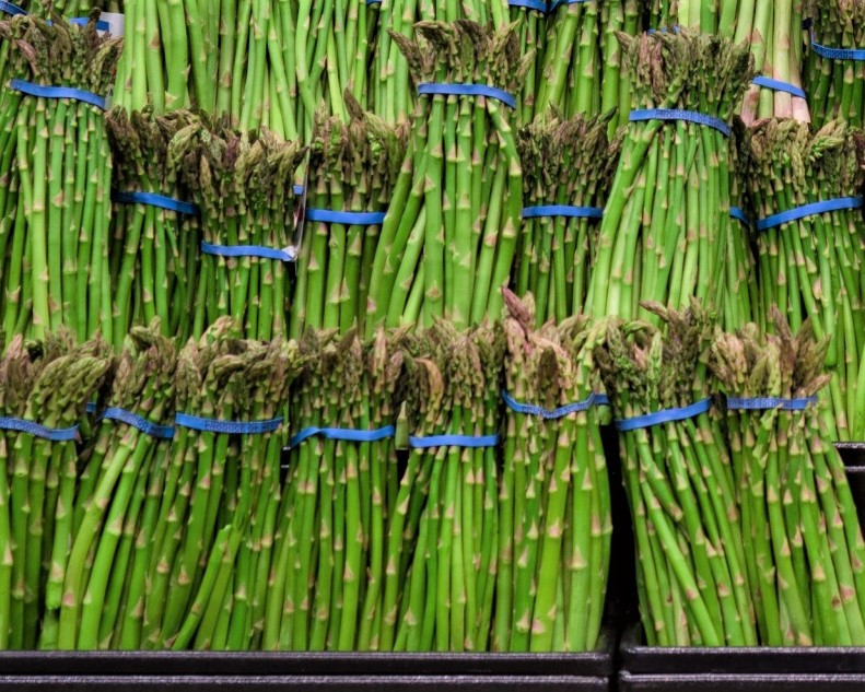 JERSEY KNIGHT ASPARAGUS PLANTS (Crowns/Roots) NonGMO Garden Seedling