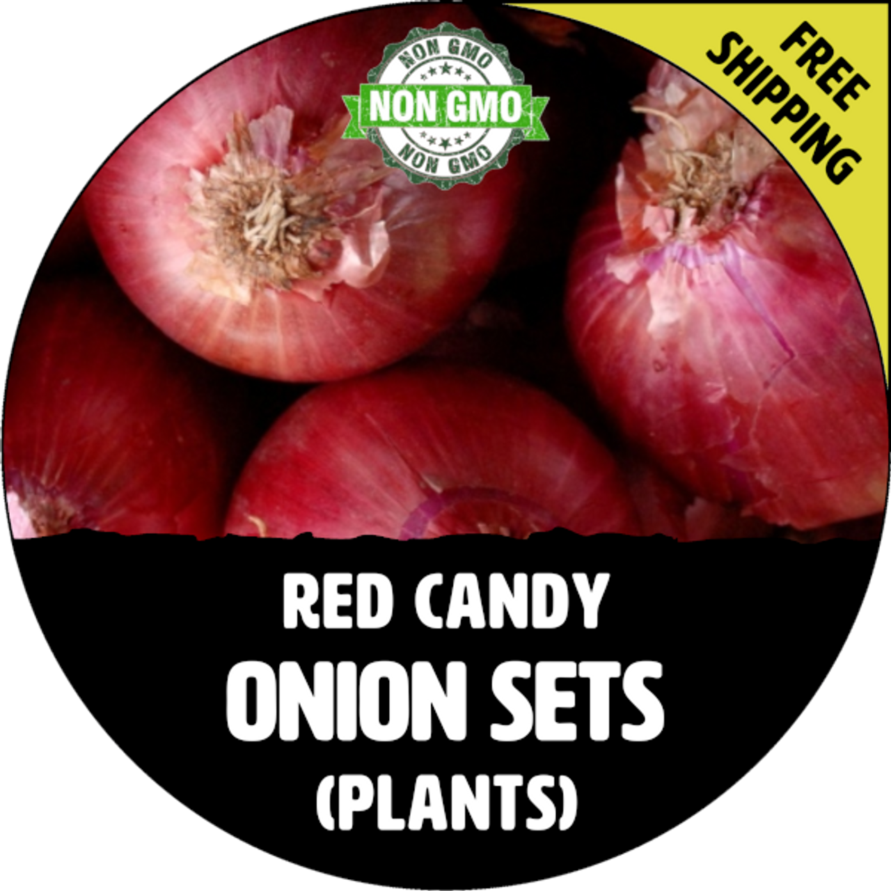  RED Shallot Set (1 lb Bag ) No GMO Heirloom Bulb, Plant Spring  and Fall Garden Vegetable : Patio, Lawn & Garden