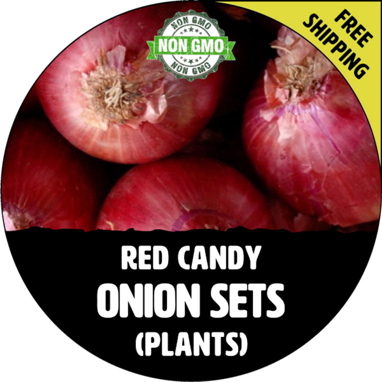 MONIQUE FRENCH SHALLOT SETS (Semi-Long Bulb For Seed) - Non-GMO Garden  Seedling