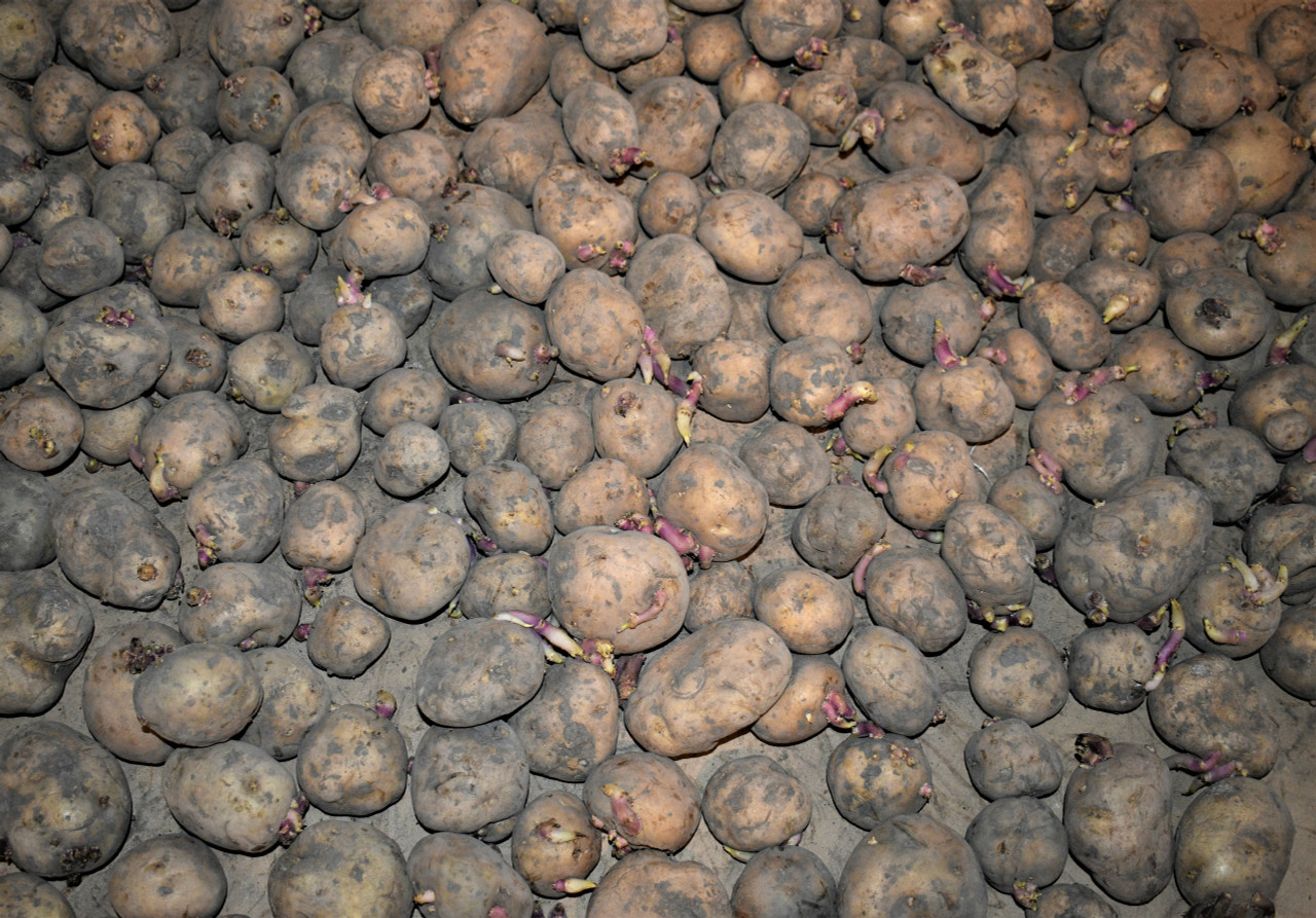 IRISH COBBLER Seed Potatoes (Certified) - Non-GMO Potato Plant, Tuber Spud  Seedling
