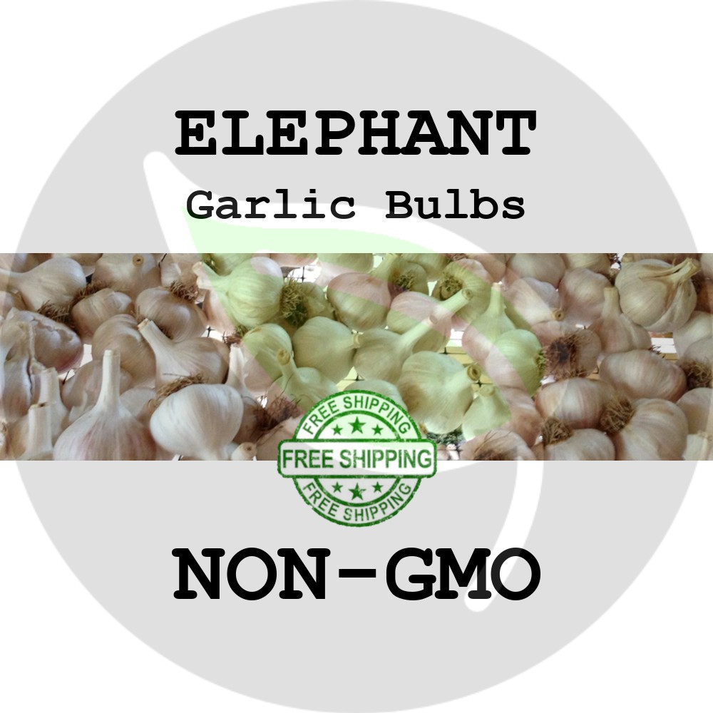 5 Pack Medium Elephant Garlic Bulbs agrohort.ipb.ac.id