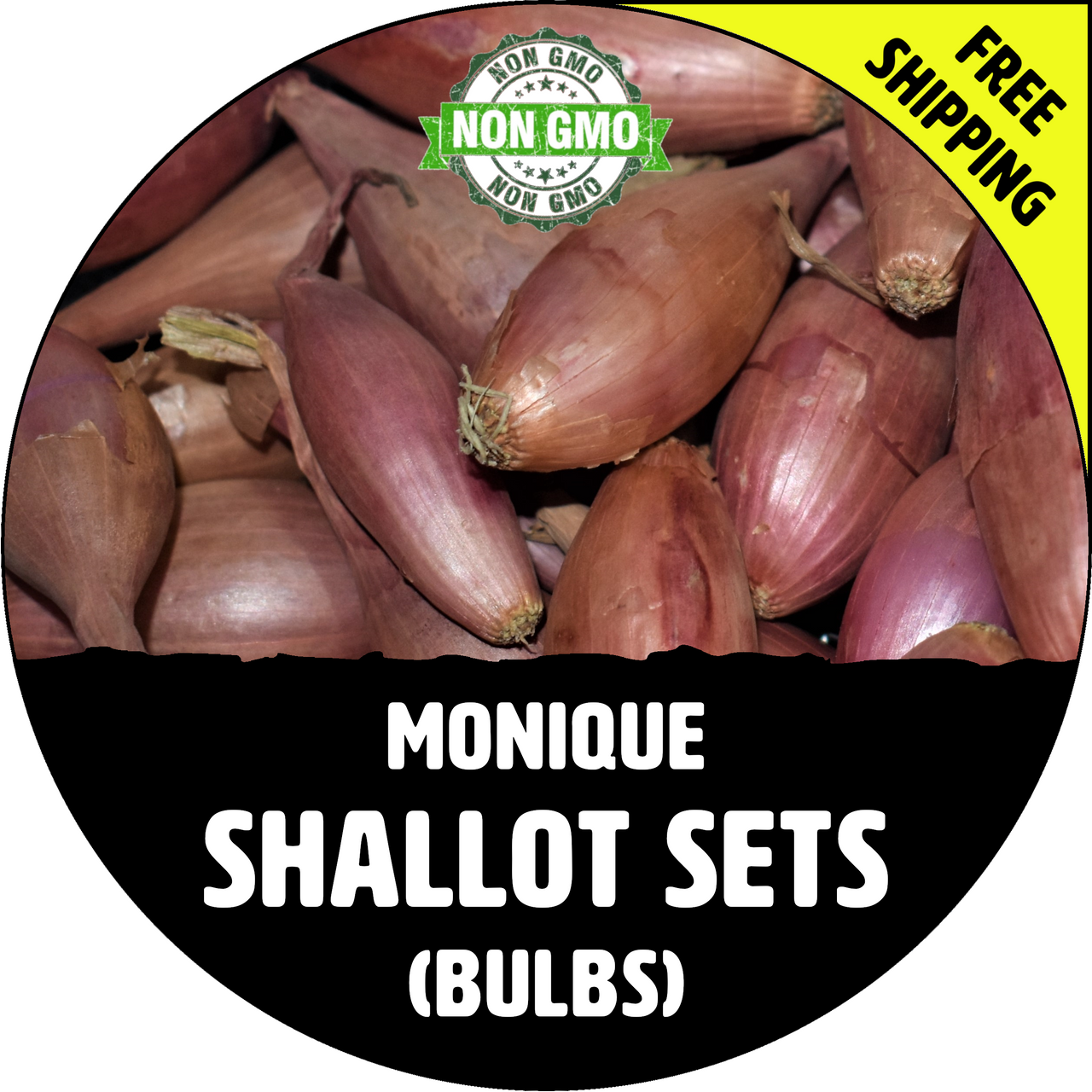 MONIQUE FRENCH SHALLOT SETS (Semi-Long Bulb For Seed) - Non-GMO Garden  Seedling