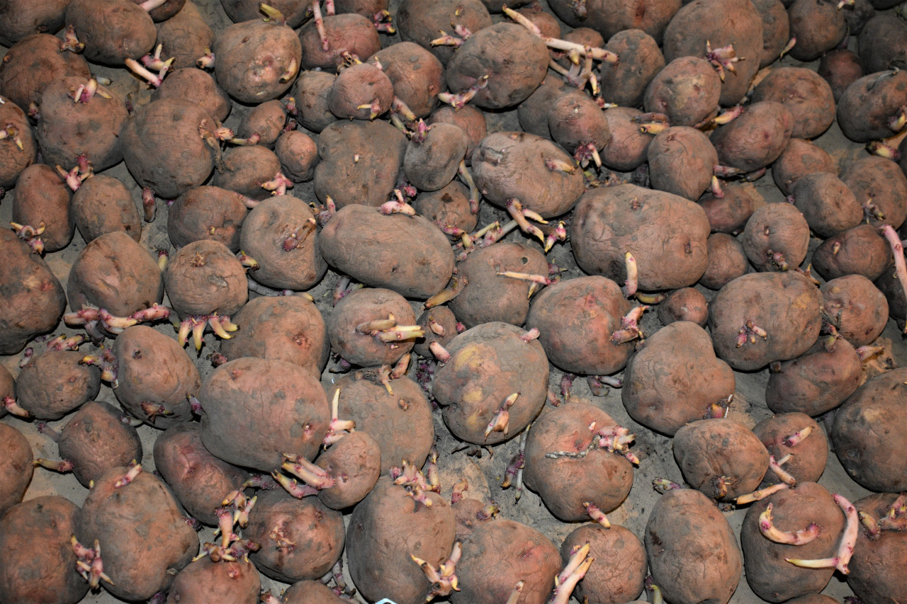 MIXED RED, WHITE, & BLUE Seed Potatoes (Certified) - Non-GMO Potato Plant,  Tuber Spud Seedling