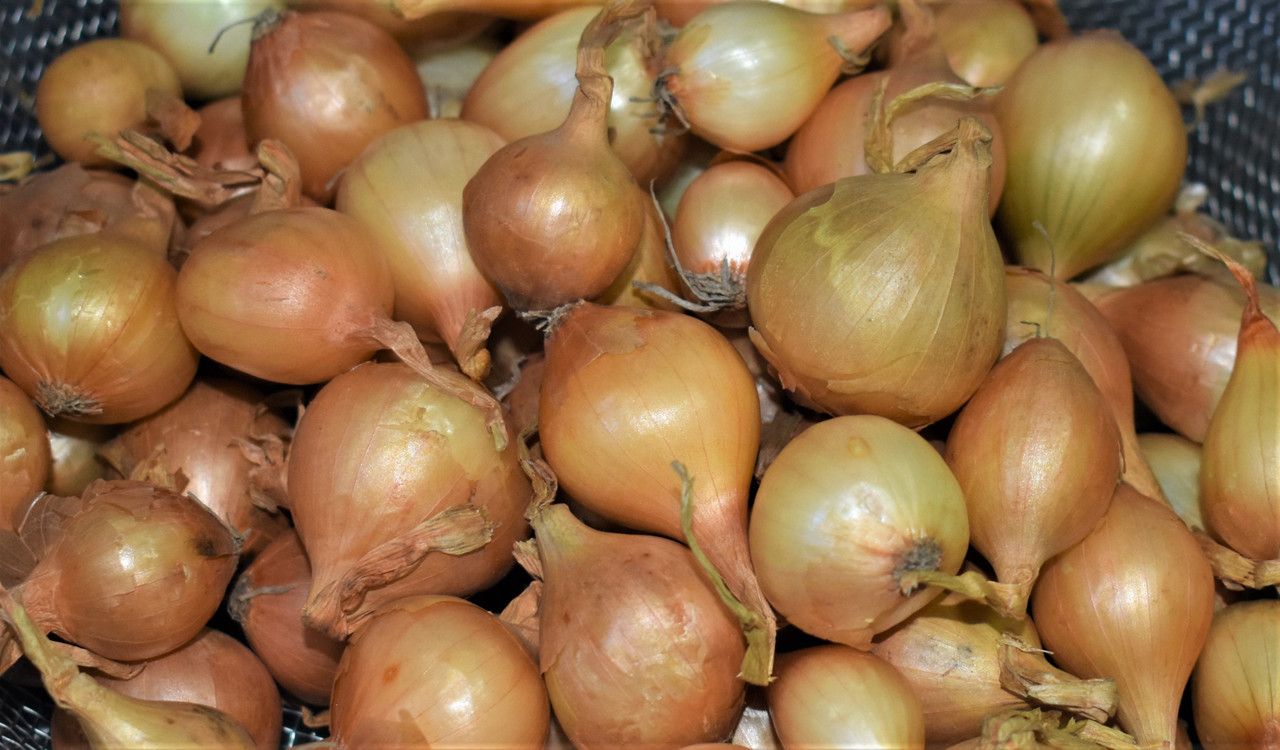 yellow onion plants