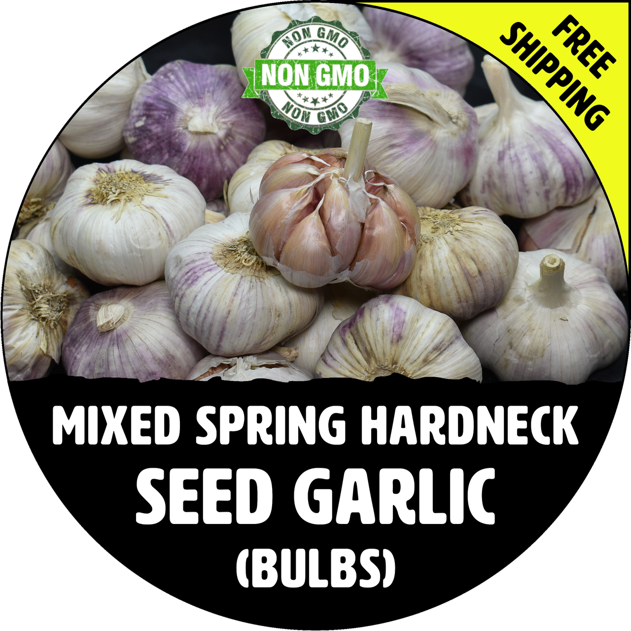 SPRING HARDNECK Seed Garlic (Mixed) - Non-GMO Bulbs & Cloves