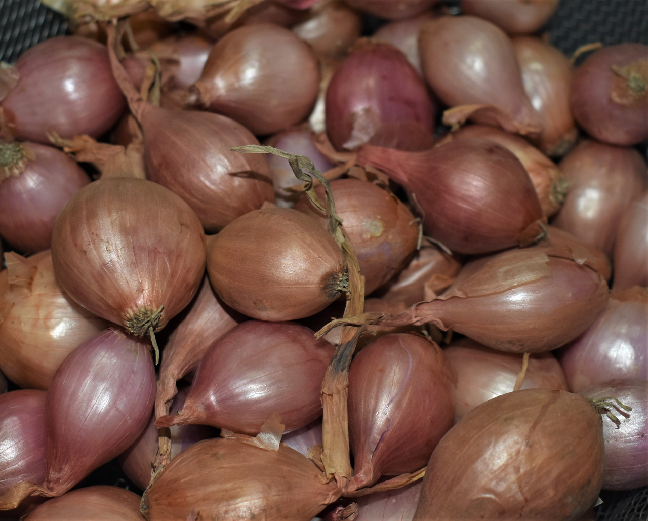 NERO SHALLOT Sets - Non-Gmo Bulbs, Garden Seed Shallots - Traditional Round  Shape, Fresh Multiplier Onions