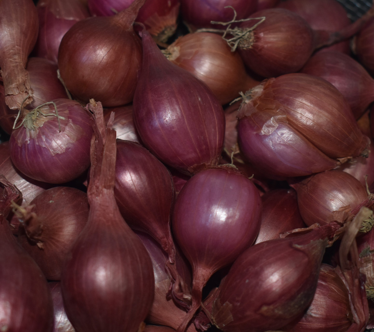 French Red Shallot Fall-Shipped Bulb Sets